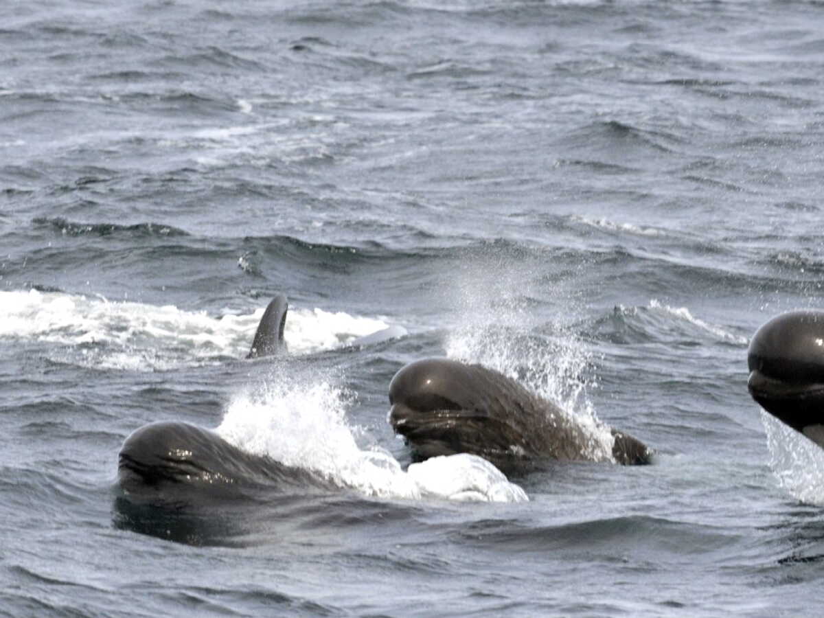 Le mystère d'un échouage massif résolu: quand la solidarité des baleines se retourne contre elles