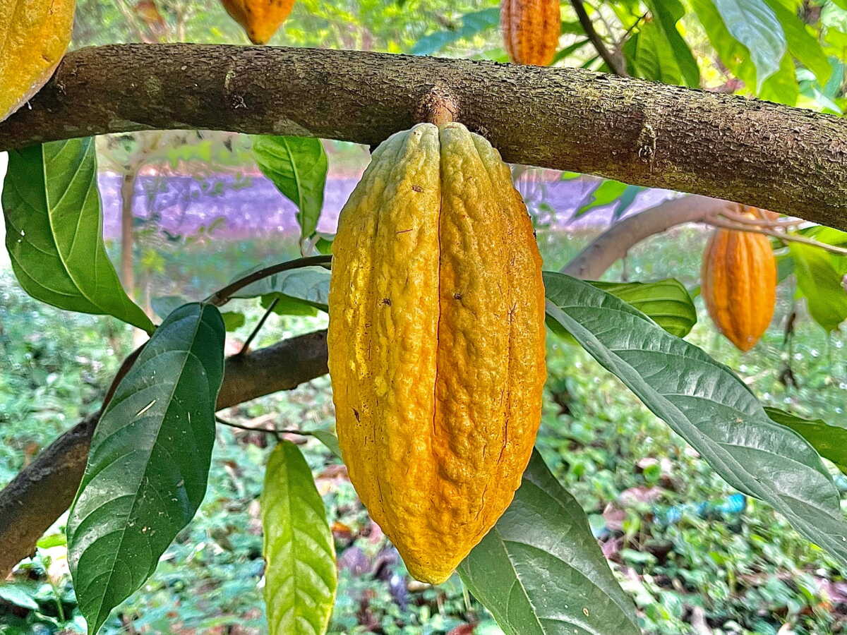 Culture du cacao: en Colombie, près de 20% des zones d'agriculture pourraient disparaître d'ici 2050
