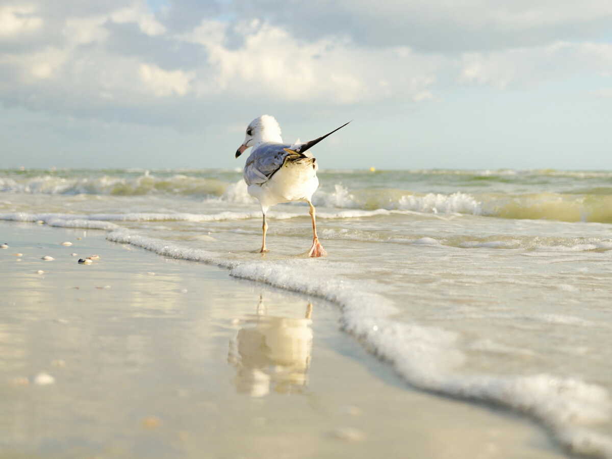 Montée des eaux: le guano d'oiseaux marins pourrait sauver nos bords de mer