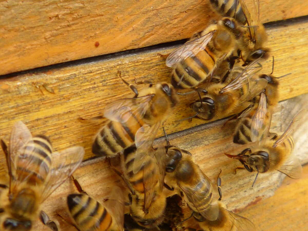 Des abeilles tuent des frelons géants en les faisant "cuire", dans des images exceptionnelles