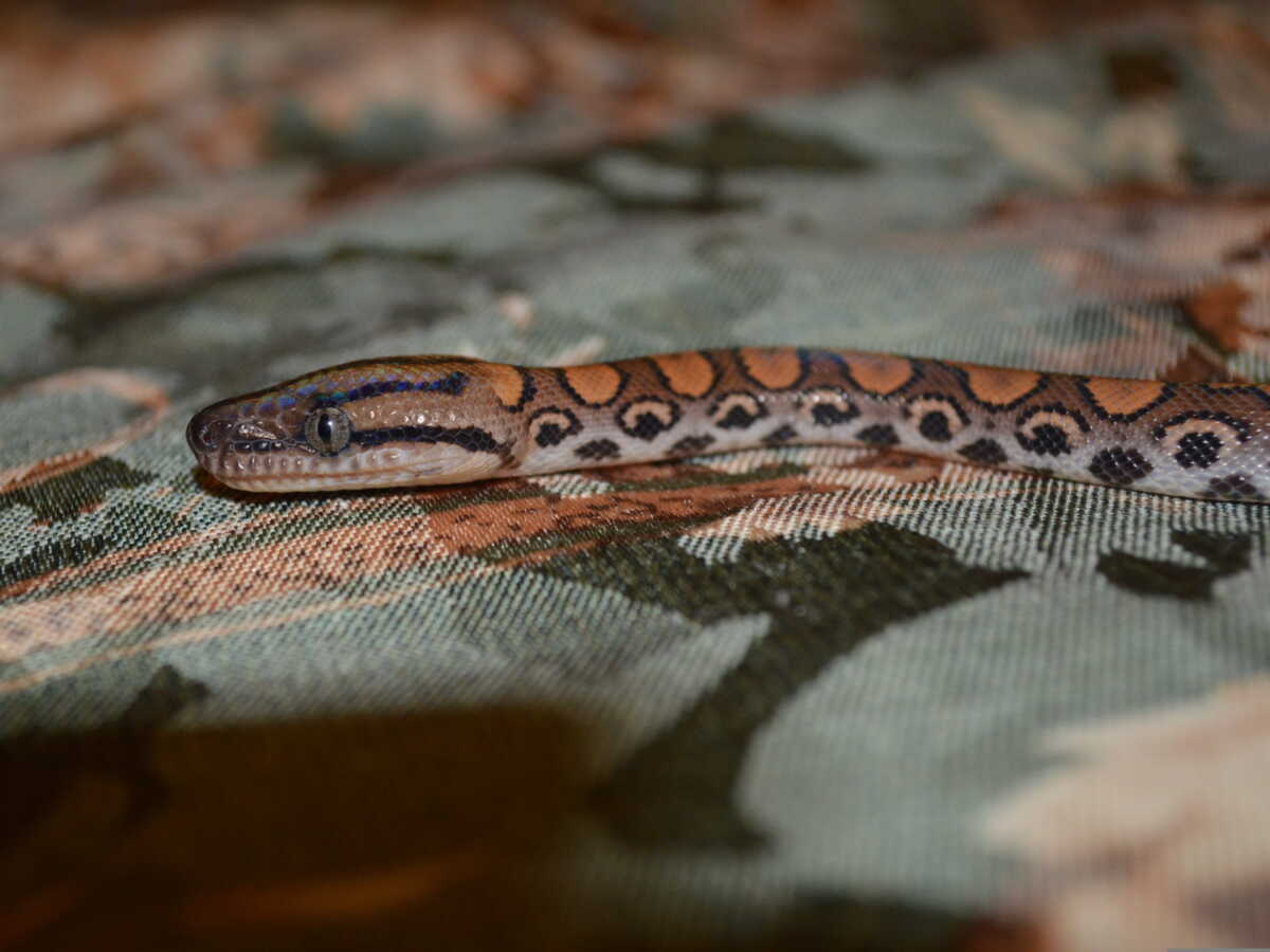 Sorry! Image not available at this time