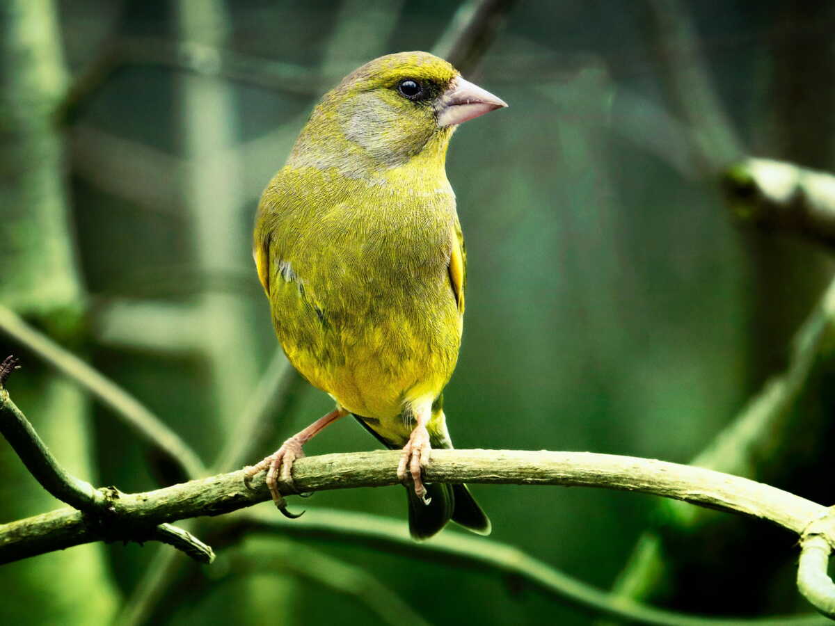 Pourquoi faut-il retirer les mangeoires de vos jardins pour sauver les oiseaux ?