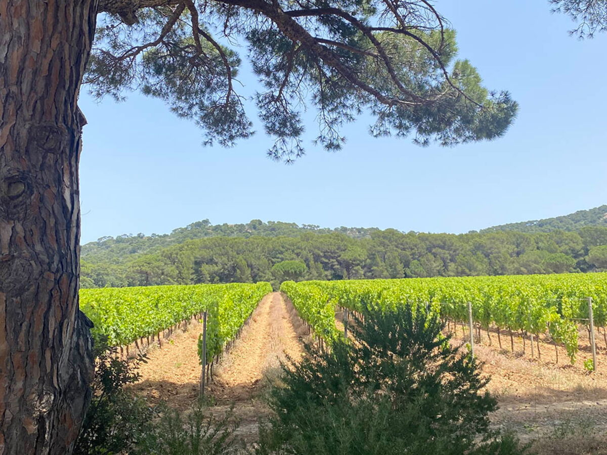 Porquerolles hors saison, entre vignes et criques désertes