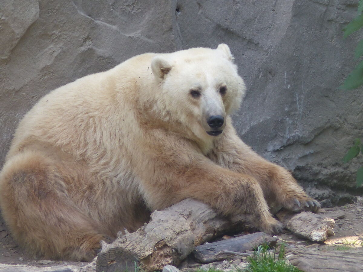 Ces trois animaux hybrides sont particulièrement dangereux pour la nature