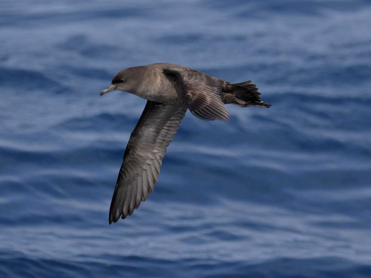 Ces oiseaux "citoyens du monde" inquiètent les peuples autochtones des deux côtés du globe