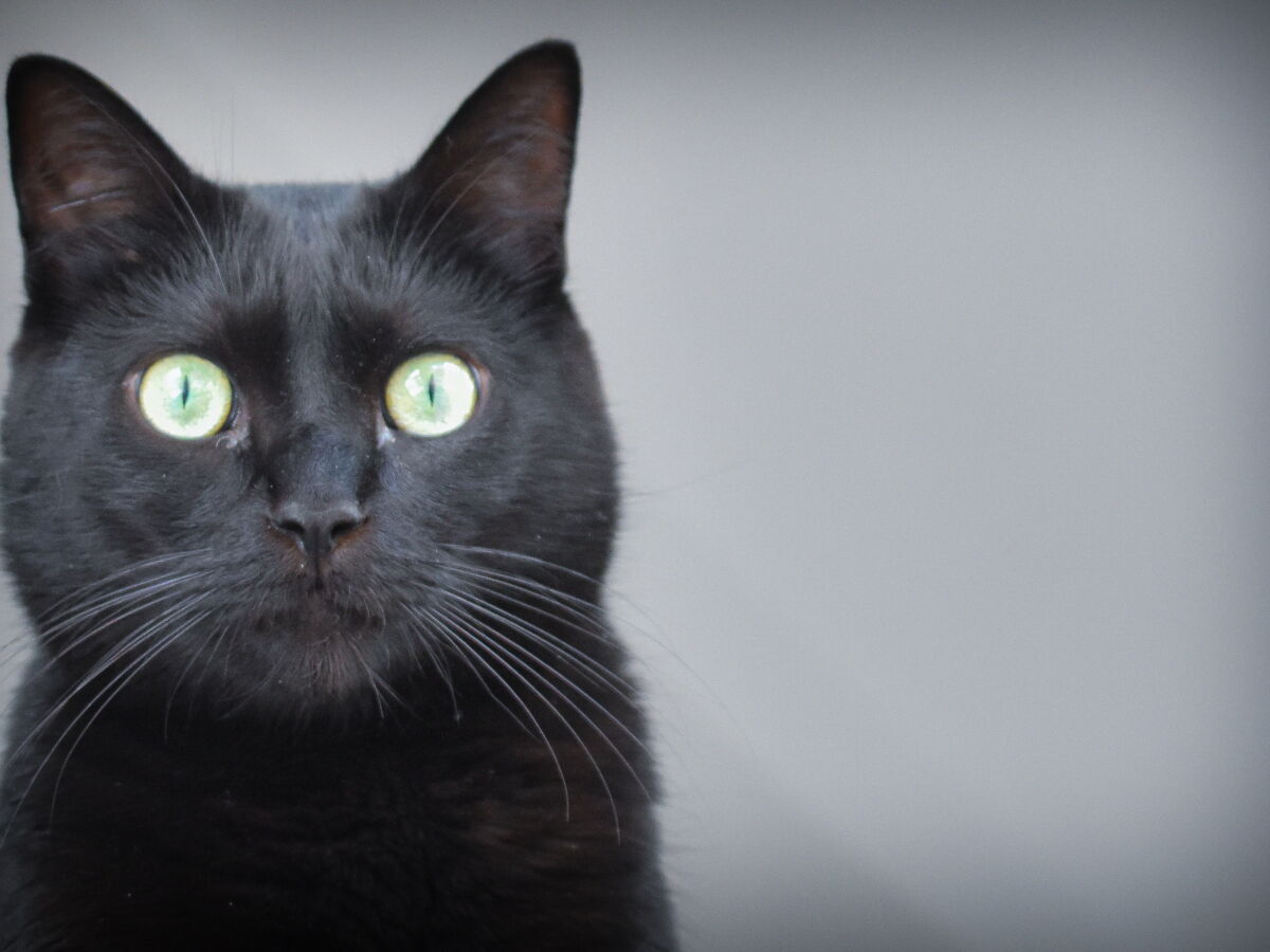 Les chats sentent-ils vraiment nos émotions et nos intentions?