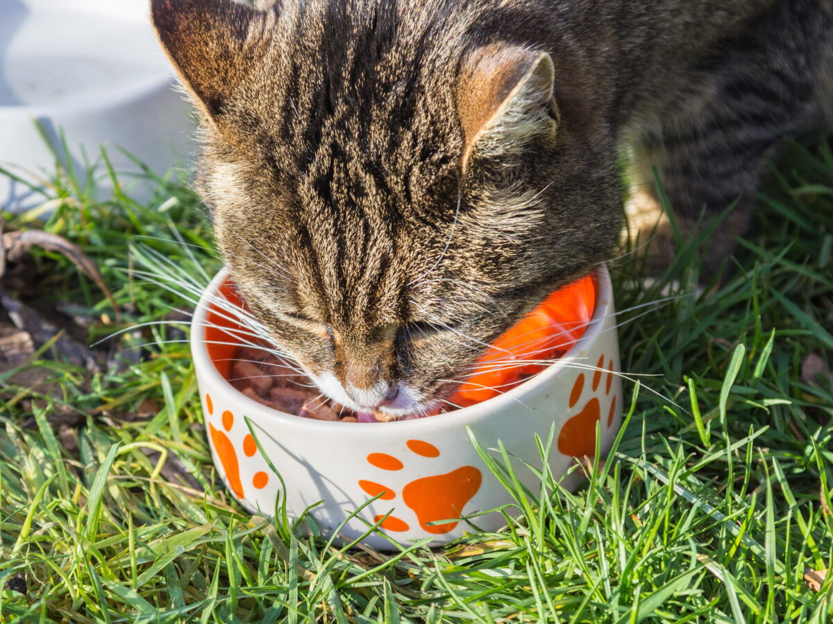 Pourquoi votre chat refuse-t-il soudain de manger sa gamelle?