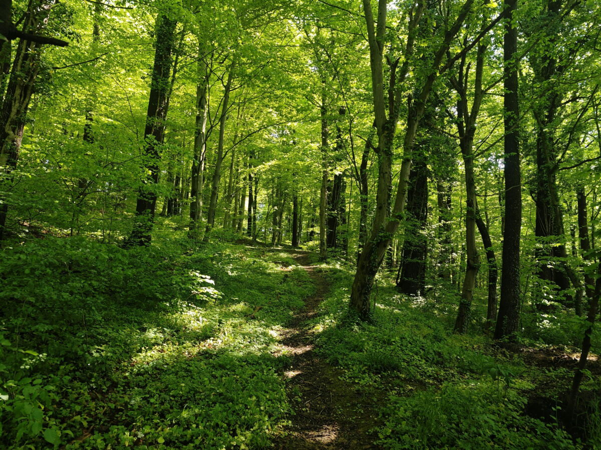 "Une restauration à grande échelle de la nature": une étude identifie 4 points de bascule positifs