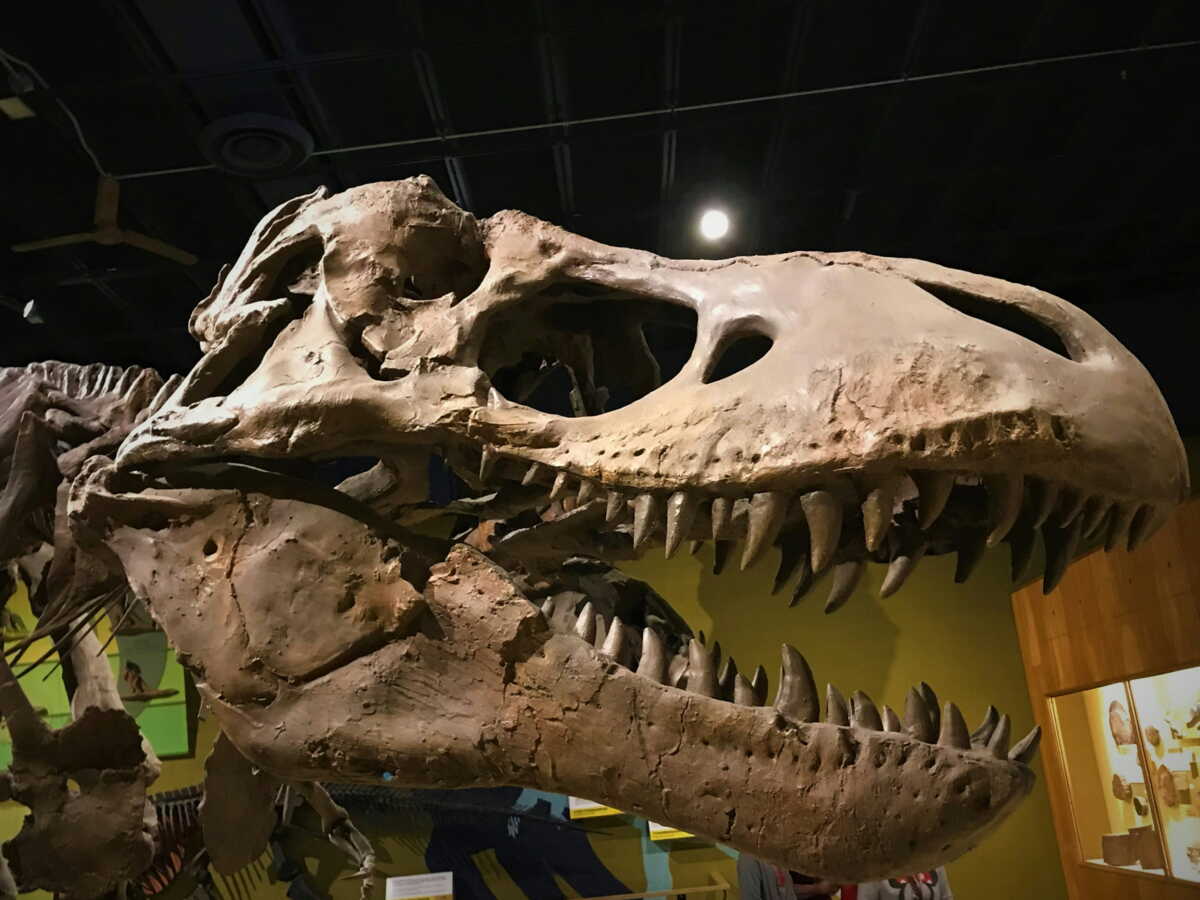 L'analyse inédite des veines d'un T-Rex révolutionne la connaissance autour des dinosaures