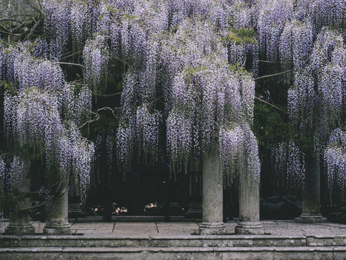 À Londres, les touristes se pressent par milliers pour voir fleurir la glycine