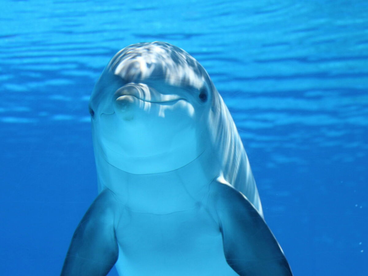 À Londres, un zoo s’apprête à dévoiler au public les "autopsies" des dauphins