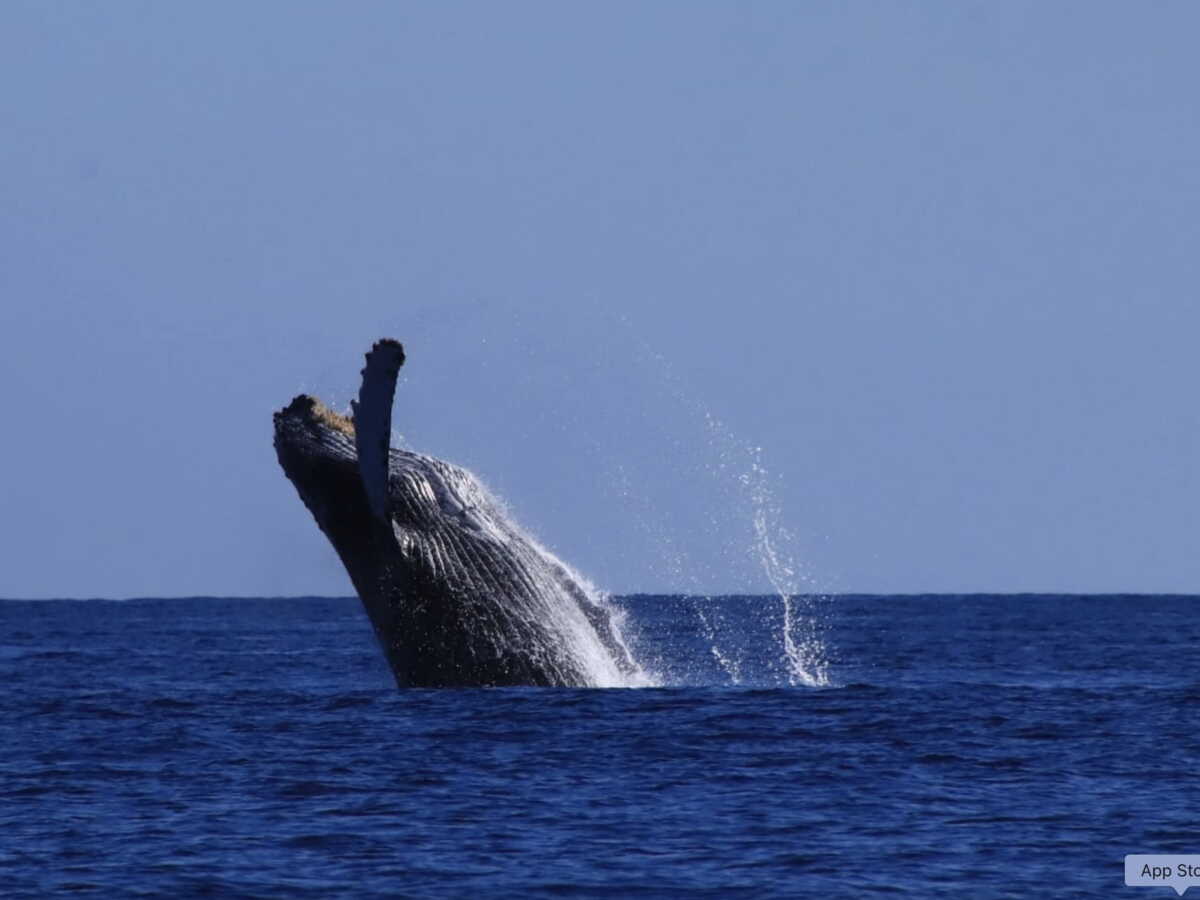 Plongée dans la mer de Cortés, l'"aquarium du monde" au large de la Basse-Californie