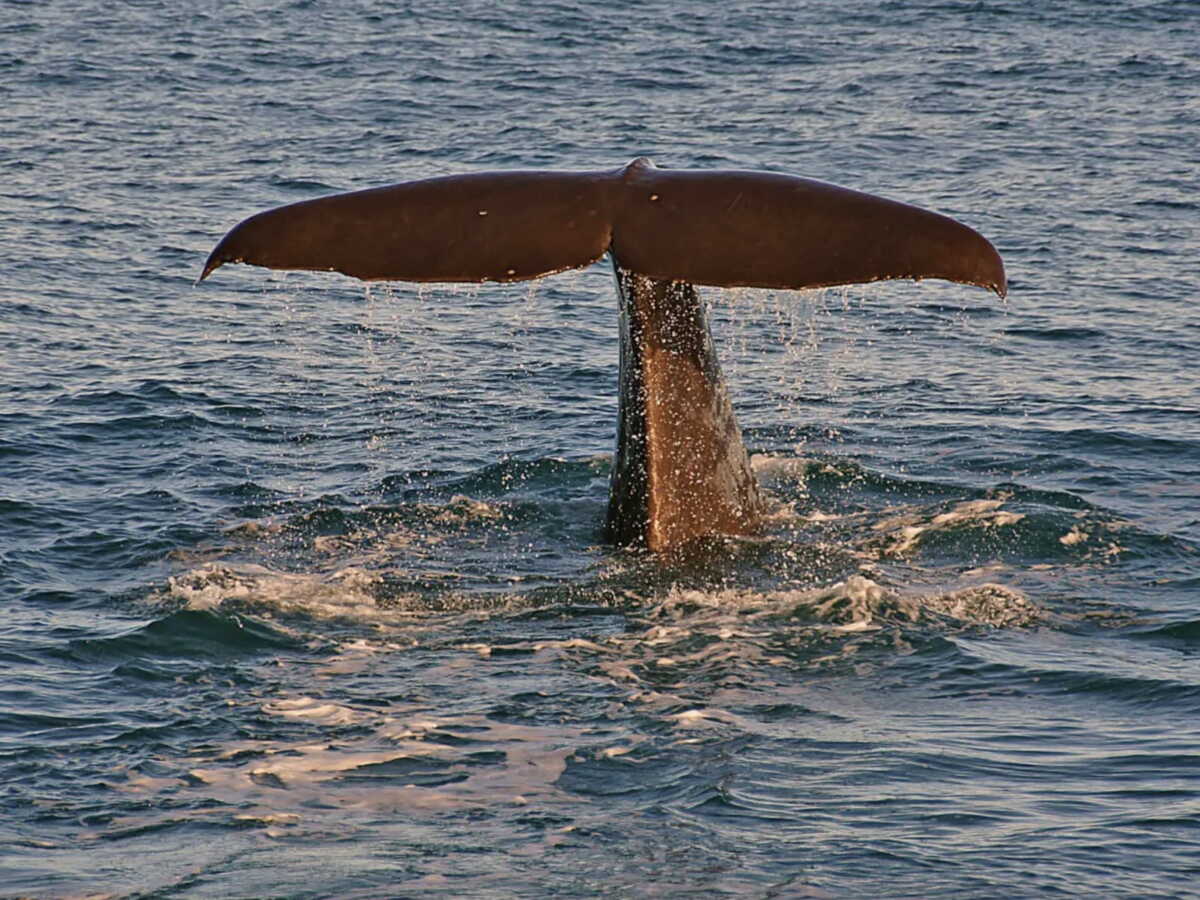 En Australie, un cachalot en décomposition attire le public… et les requins