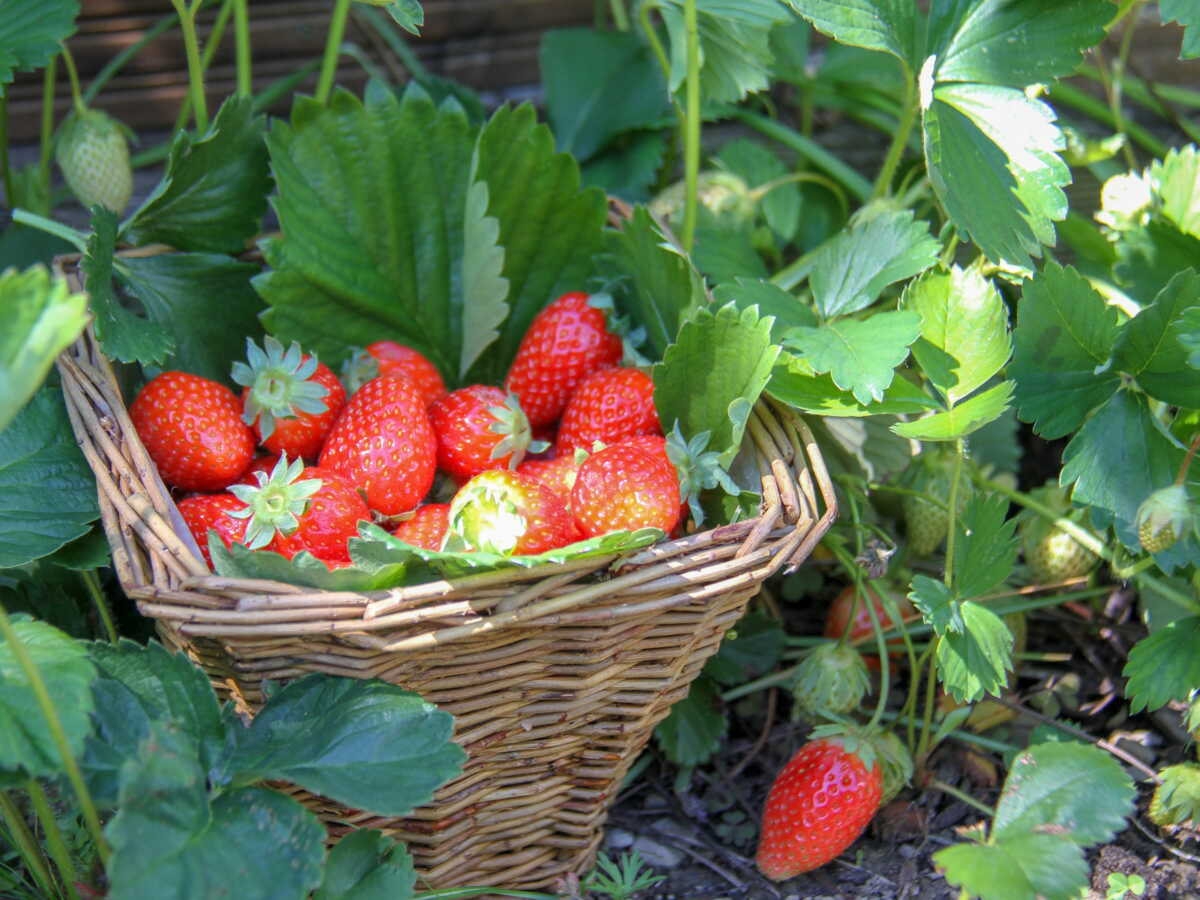 L’odyssée du fraisier: un fruit du hasard devenu star mondiale