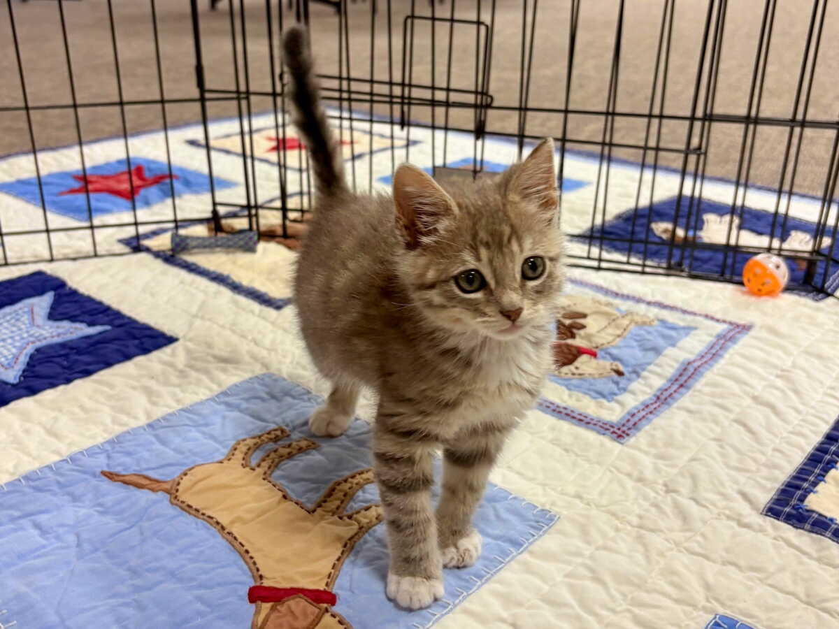 Qu'est devenu Elmer, le chaton retrouvé englué dans un seau de colle au Texas?