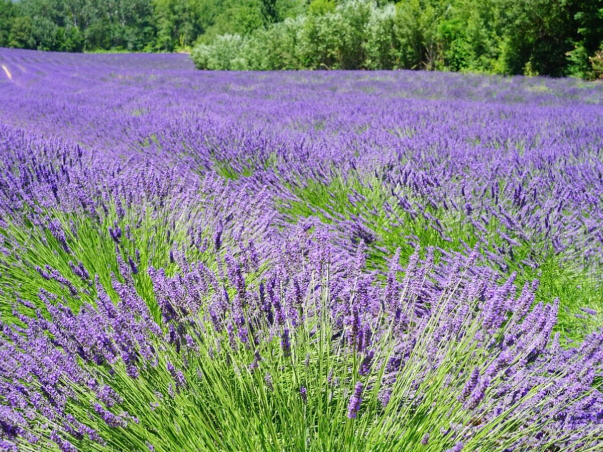 Que faire dans le Luberon ? 5 idées de sorties et d'activités incontournables à faire dans le Luberon