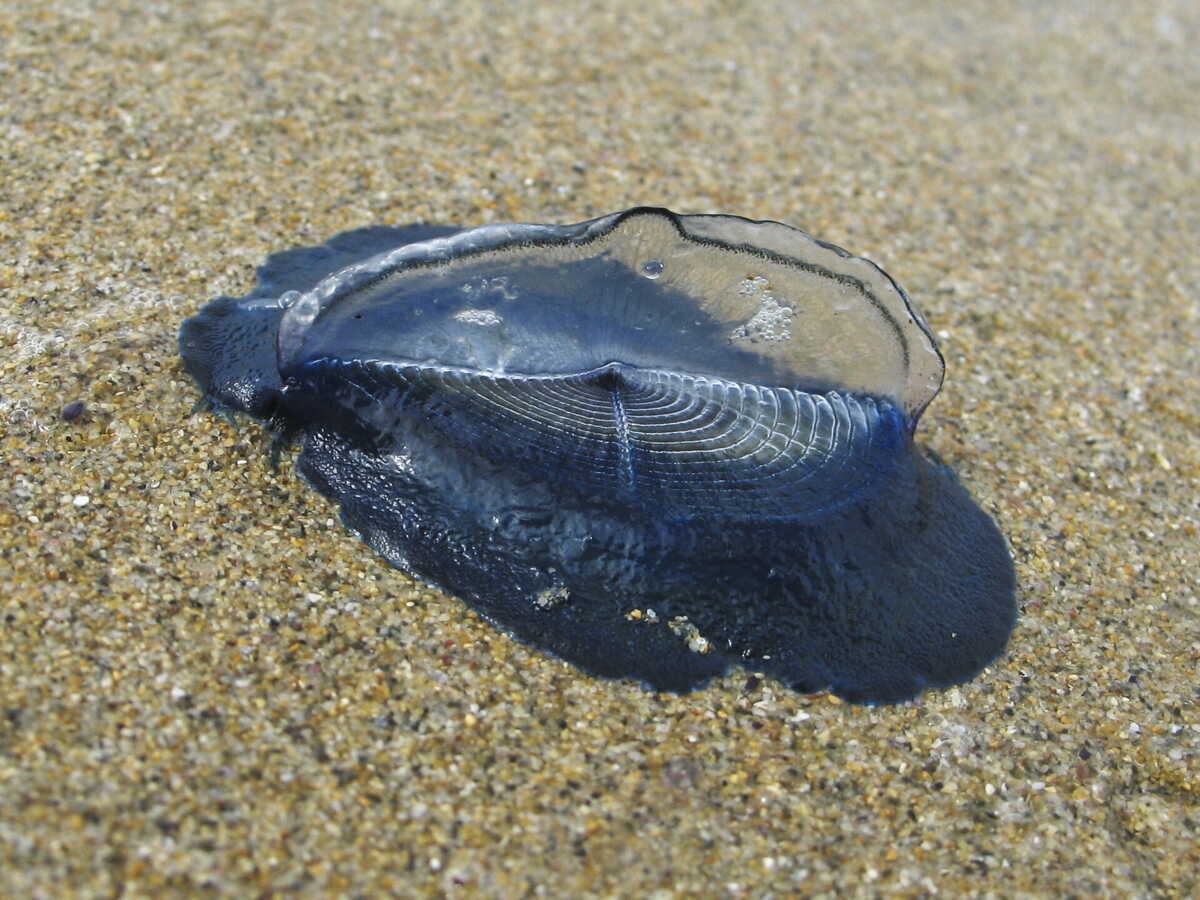 Des créatures marines bleues envahissent les plages californiennes