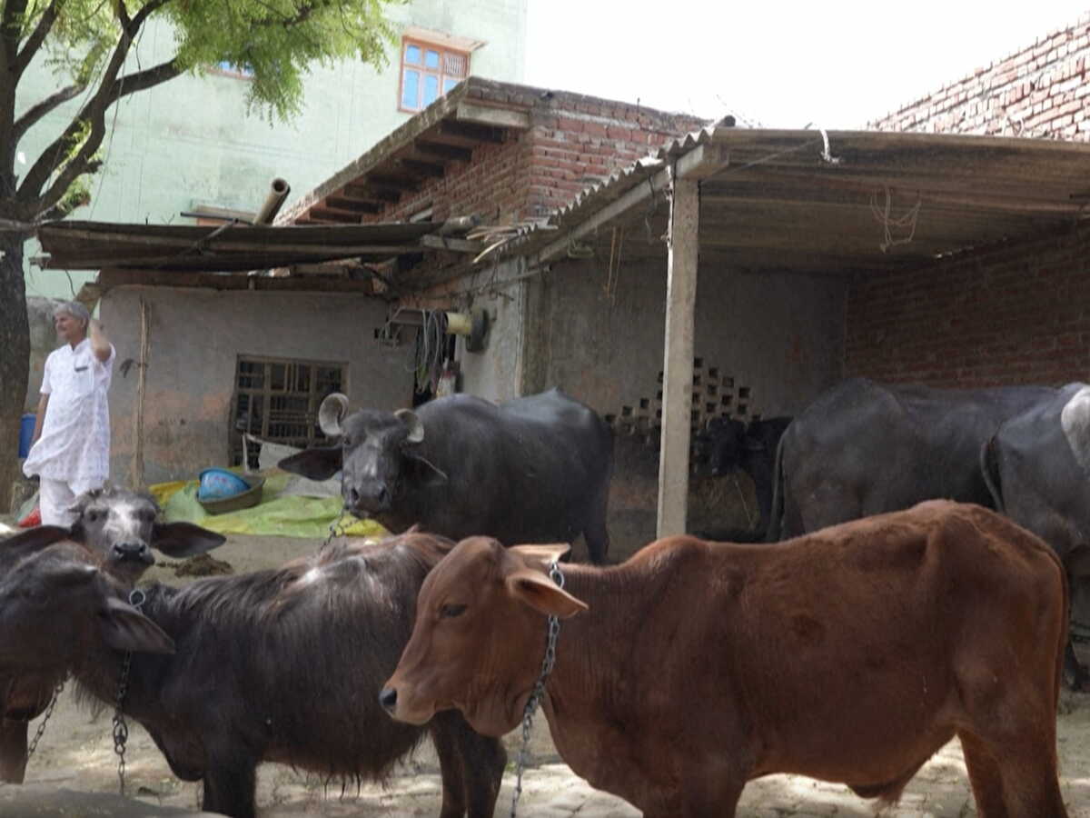En Inde, la bouse de vache sacrée remplace le gaz en période de crise énergétique