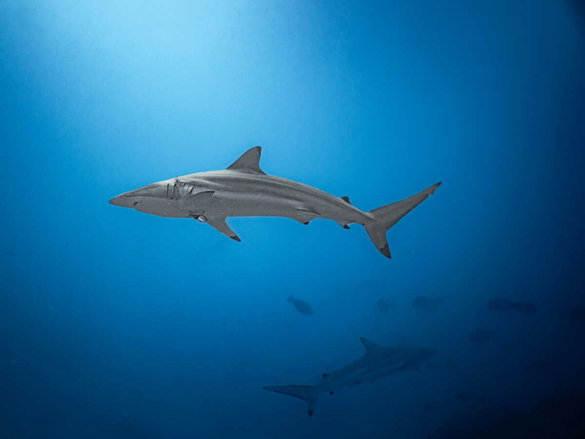 Les requins sont-ils la clef de prévisions océaniques plus précises?