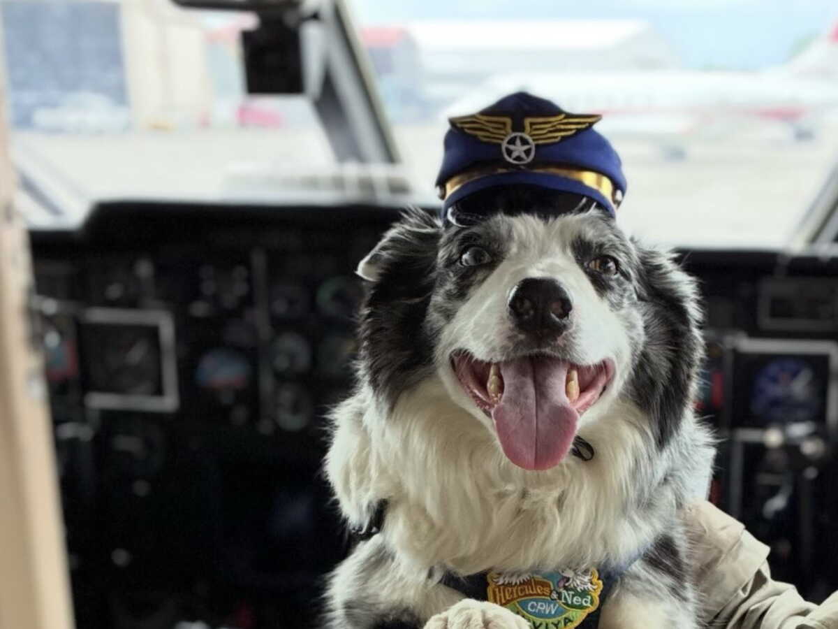 Pourquoi cet aéroport américain a-t-il recruté deux chiens?