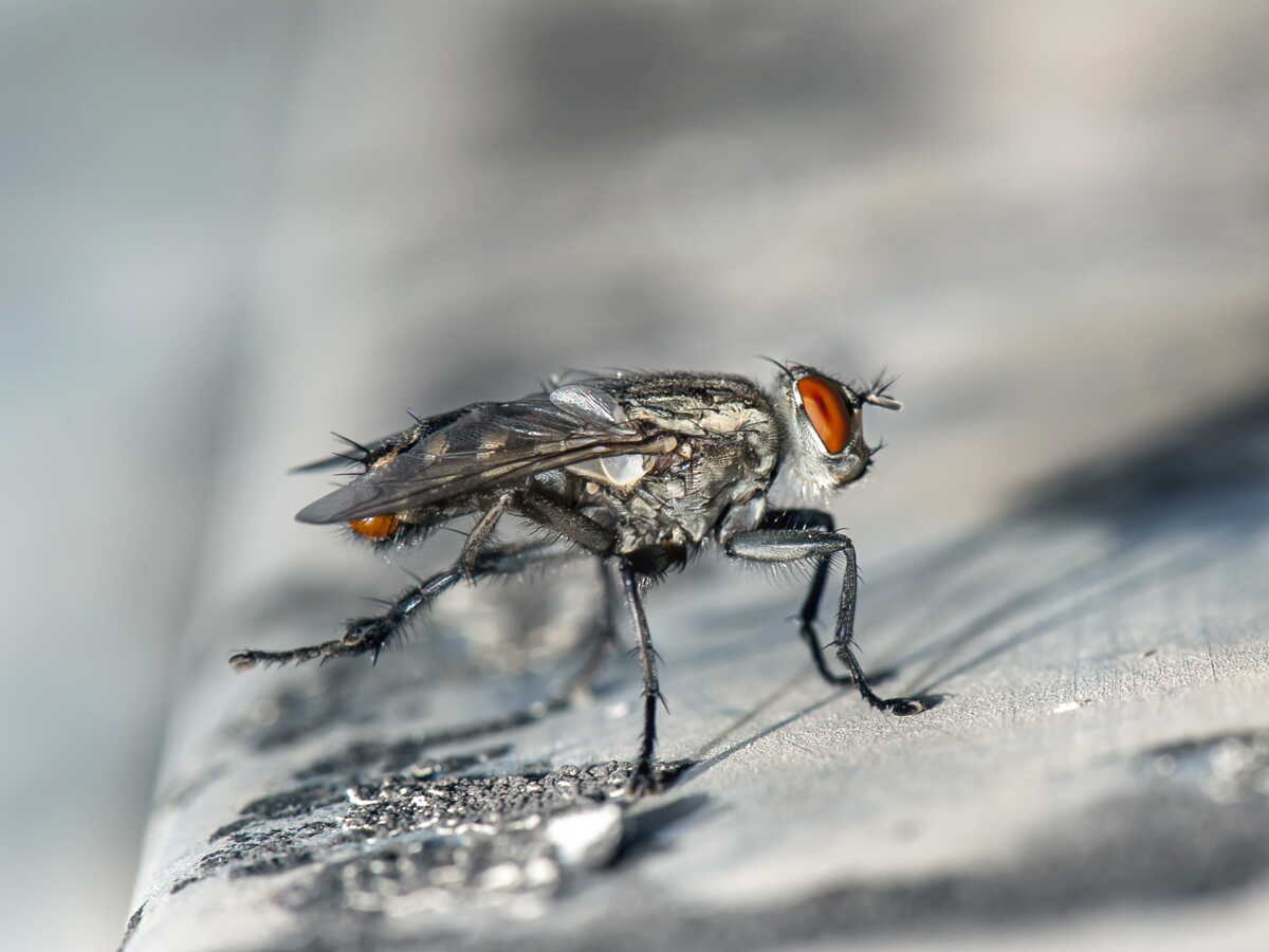 De l'insecte à la protéine: l'entreprise Ynsect en faillite, deux acteurs français tentent de défendre leur modèle
