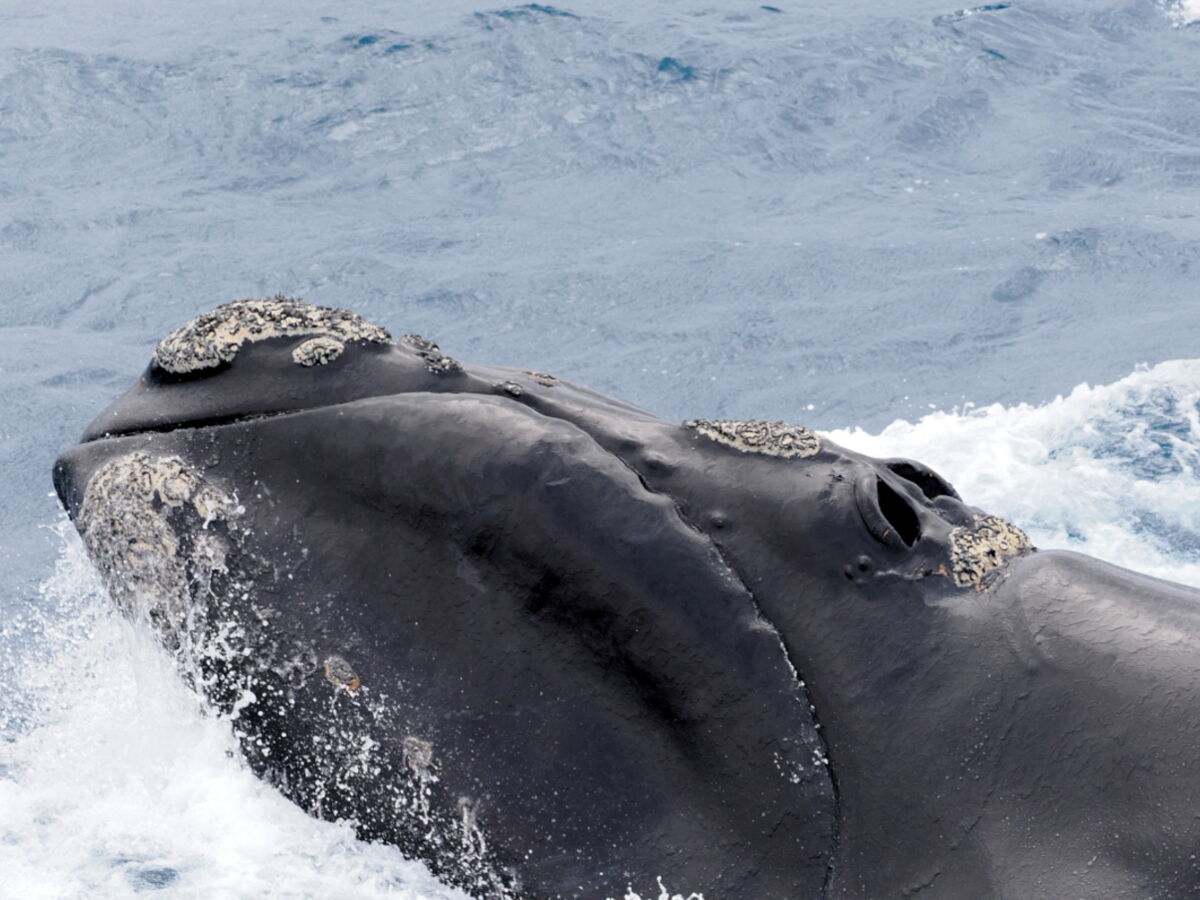 La guerre au Moyen-Orient impacte les baleines... au large de l'Afrique du Sud