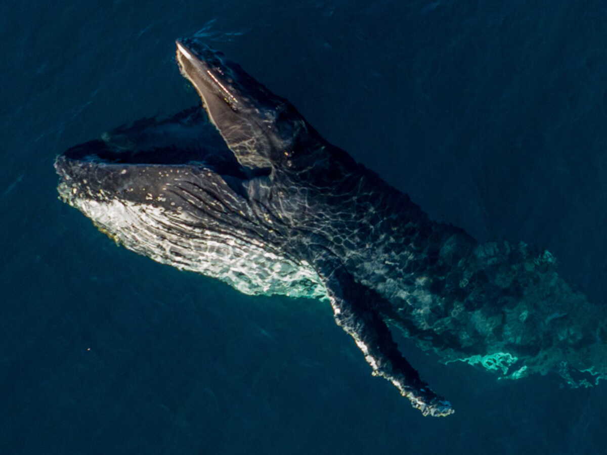 Un curieux comportement a été observé chez les baleines à bosse au large de l'Australie