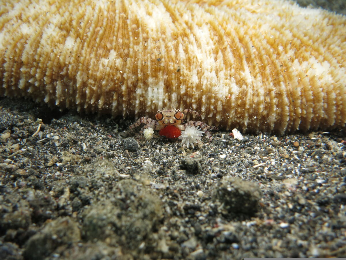 Lybia tessellata : quel est le super-pouvoir du crabe-boxeur ?
