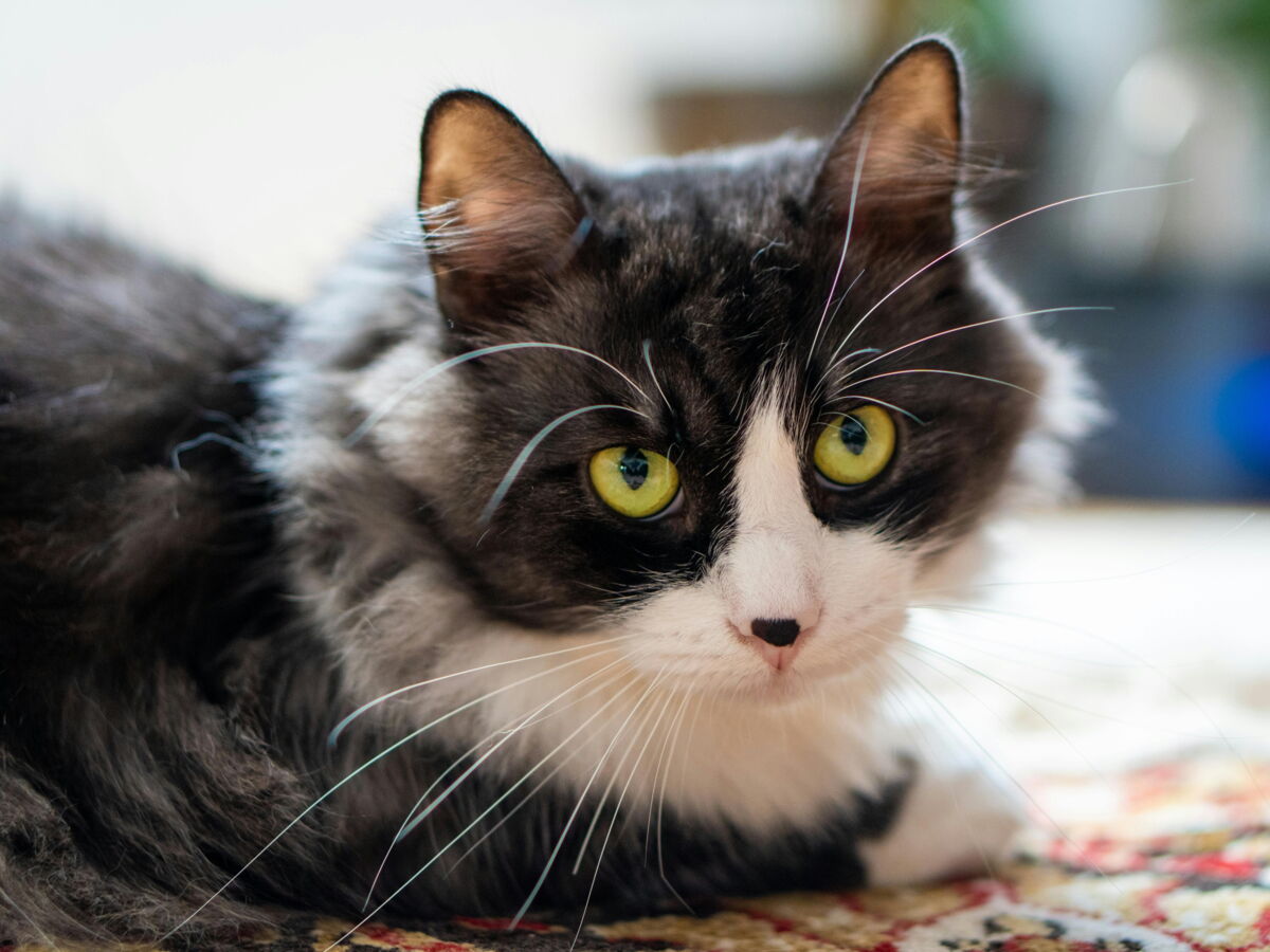 Pourquoi l'Asie de l'Est est-elle devenue folle des chats?