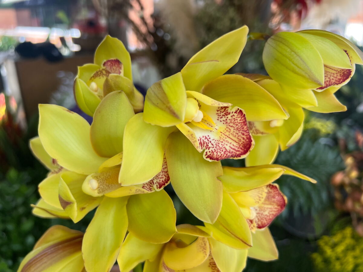 Pourquoi l’orchidée est le symbole de la Colombie ?