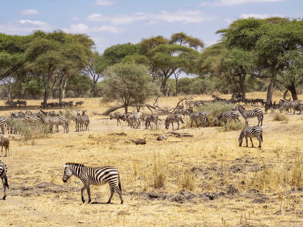 Que faire en Tanzanie ? 5 idées de sorties et d'activités à expérimenter