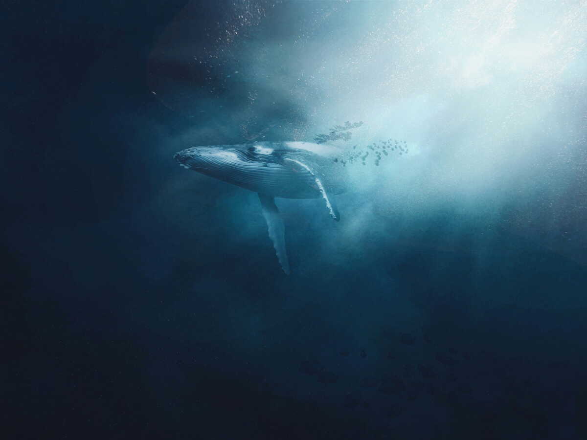 Au fond de l'océan Indien, un stupéfiant cimetière de baleines géant