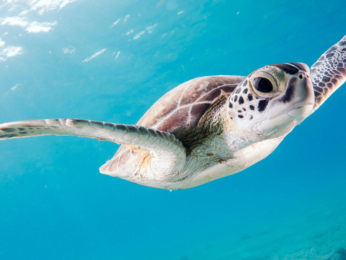 Les tortues espionnes, une menace sous-marine pour la sécurité chinoise