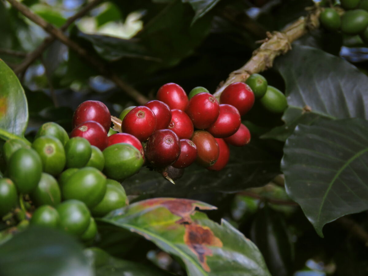 Café et biodiversité: préserver les forêts est indispensable, alertent des chercheurs