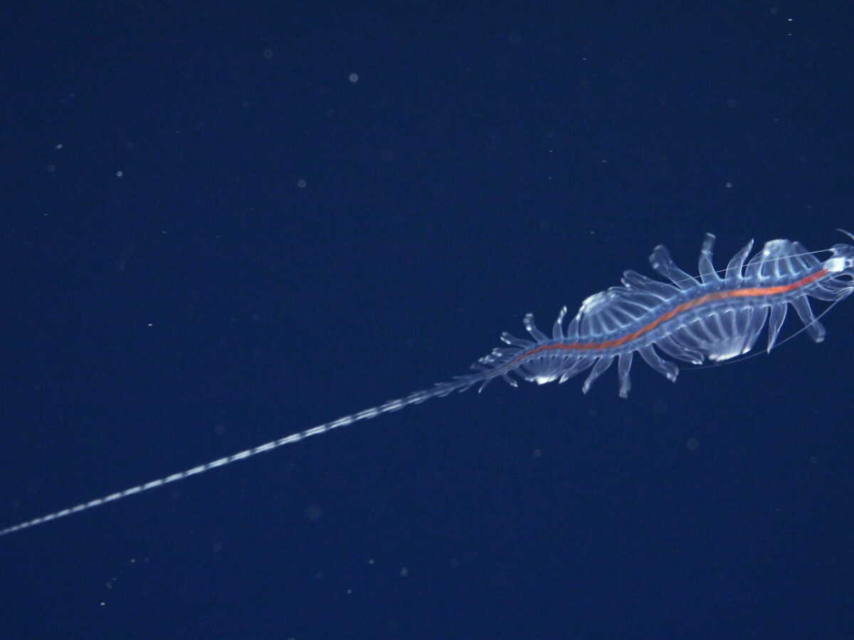 L’écosystème le moins exploré de la Terre livre 31 nouvelles espèces marines au large du Brésil