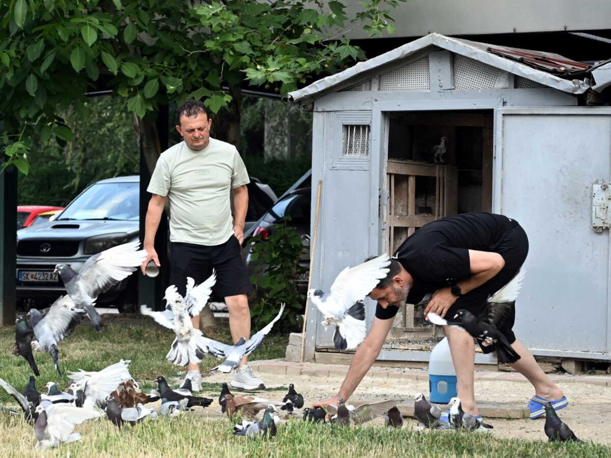 En Macédoine du Nord, les pigeons comme remède à l'anxieté