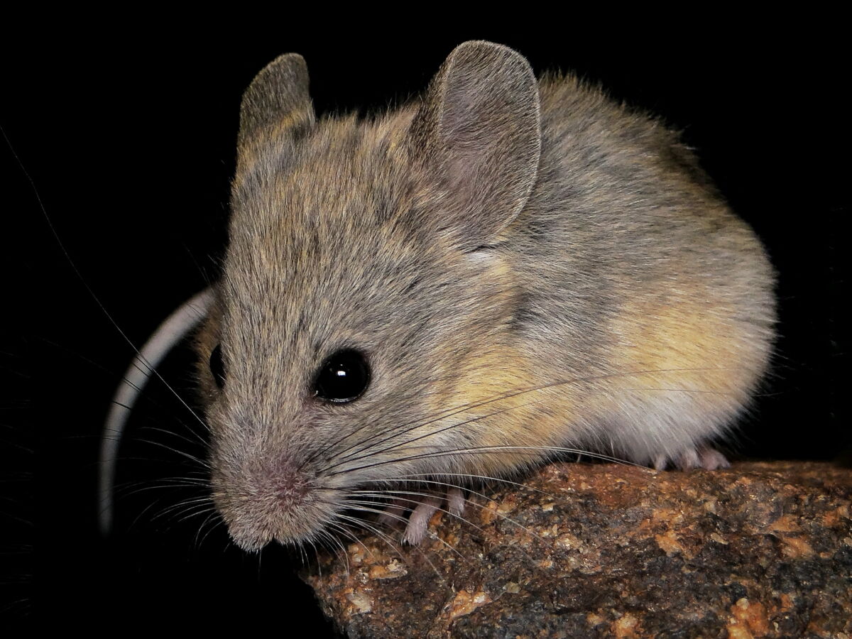 Cette petite souris des Andes dotée de "super-pouvoirs" pourrait révolutionner la médecine