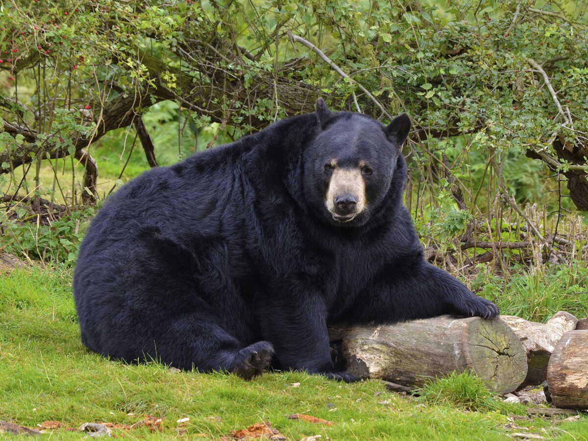 Au Japon, un ours s'introduit dans une maison et vide le réfrigérateur