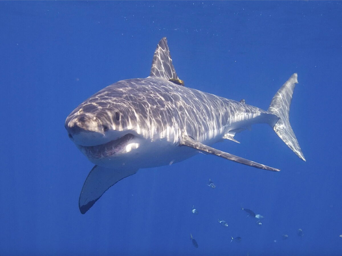 En Californie, les plages vont voir le nombre de grands requins blancs exploser cet été