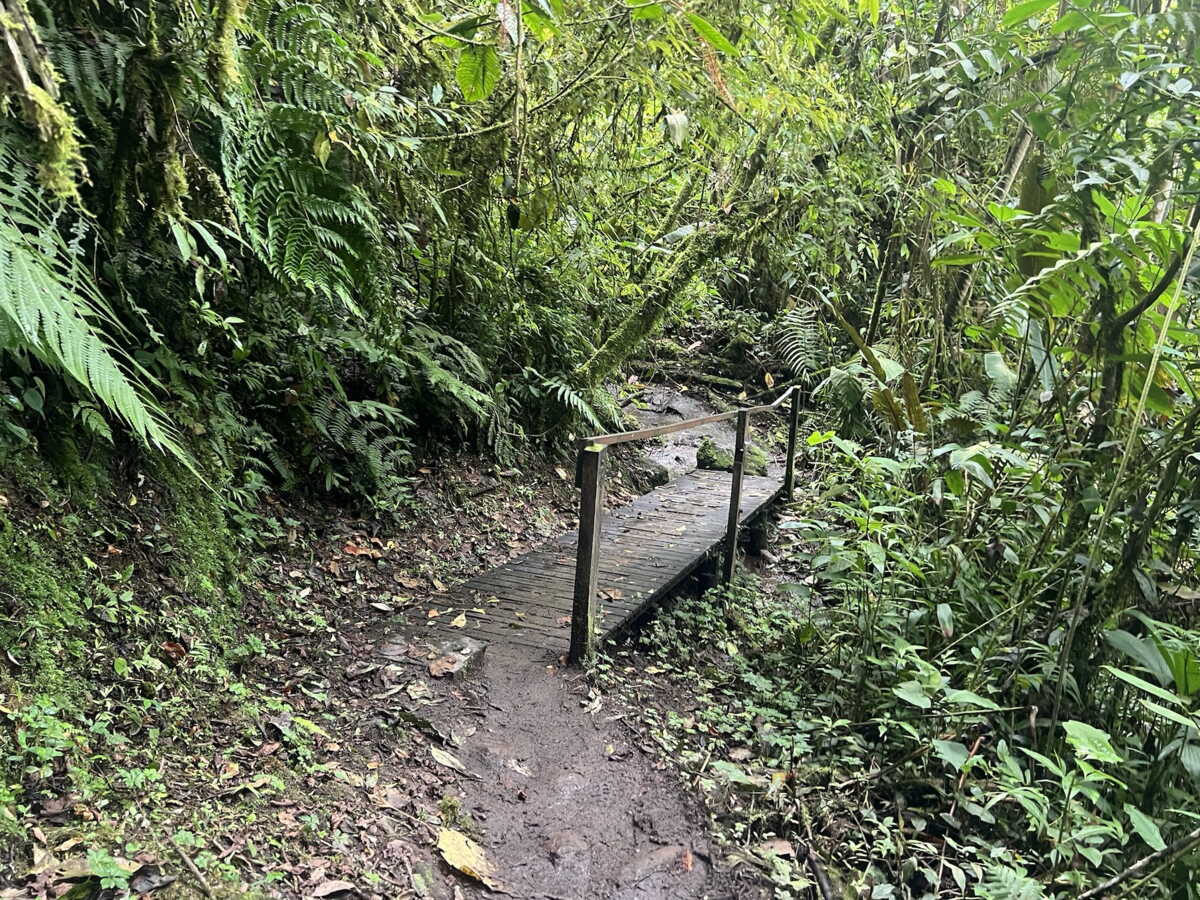"Sans forêt, pas d'eau": dans les Andes colombiennes, la cascade El Fraile raconte un territoire sous protection