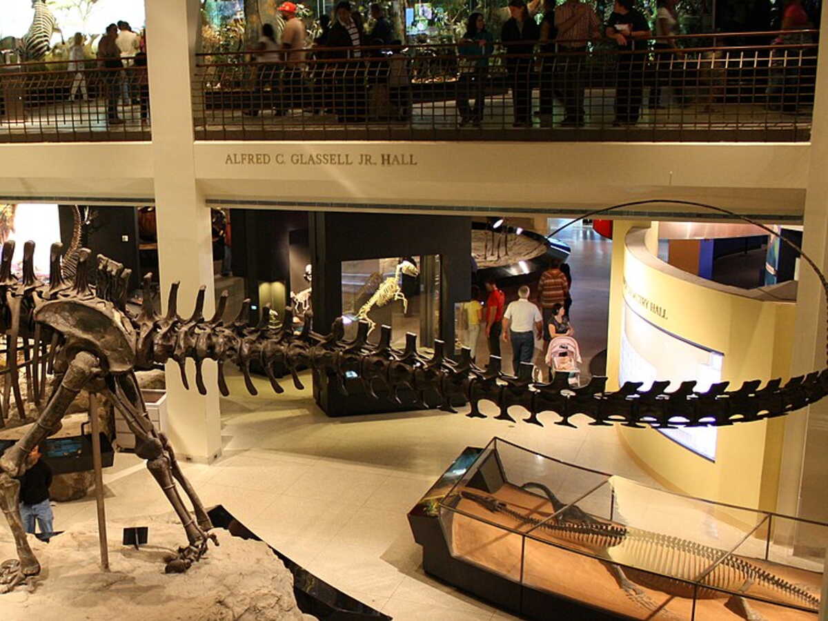 Découverte au Zimbabwe d’un dinosaure vieux de 210 millions d’années, ancêtre du Diplodocus