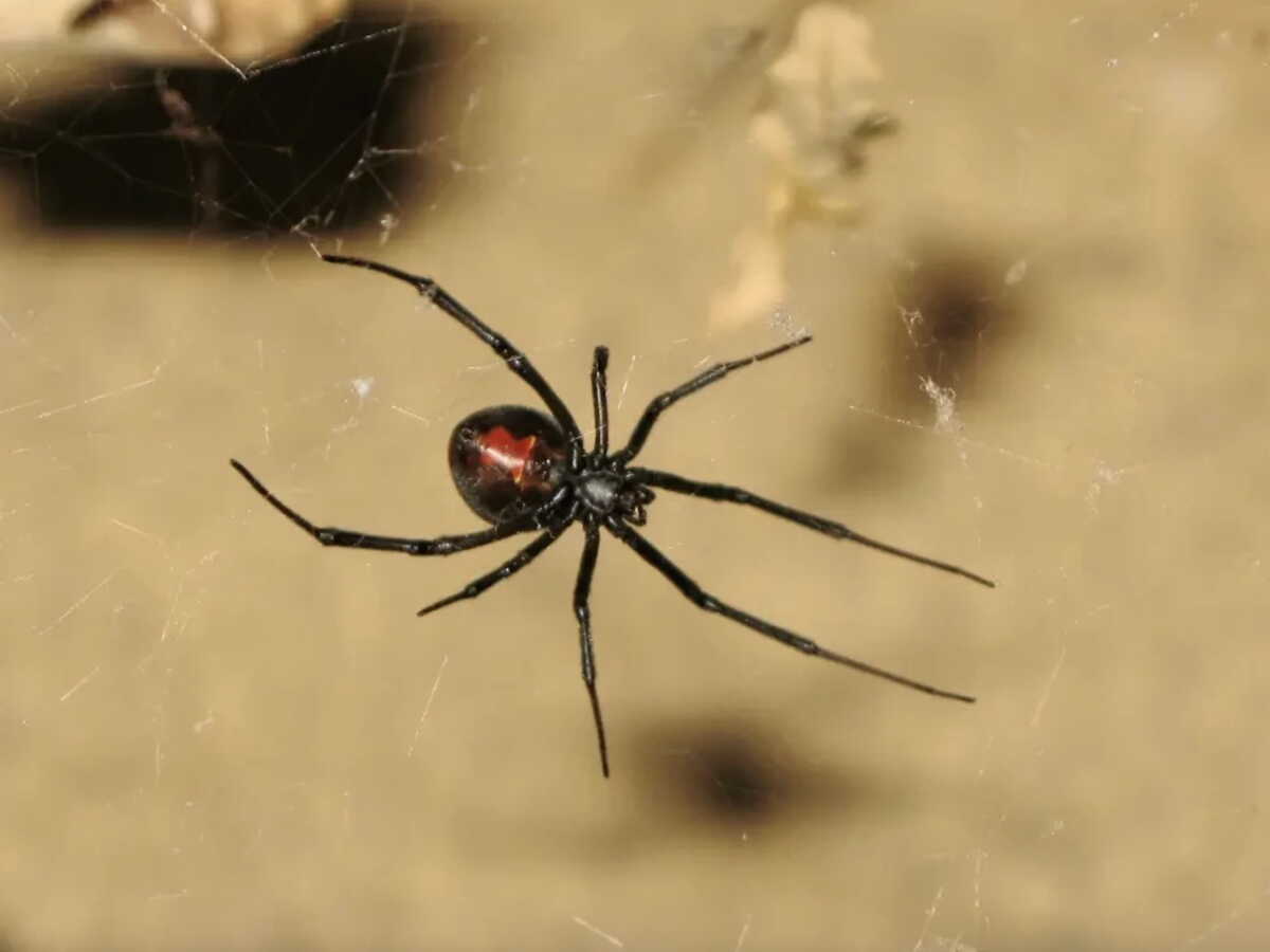 Cette araignée mâle fait une pirouette après l'accouplement... au risque d’être dévorée