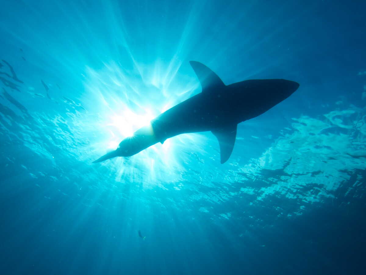 Un grand requin blanc filmé pour la première fois par… un autre requin!