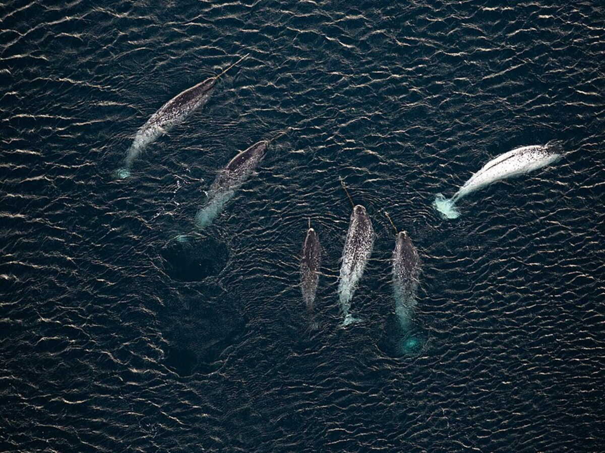 Des narvals aident des chercheurs à étudier les eaux quasiment inexplorées du Groenland