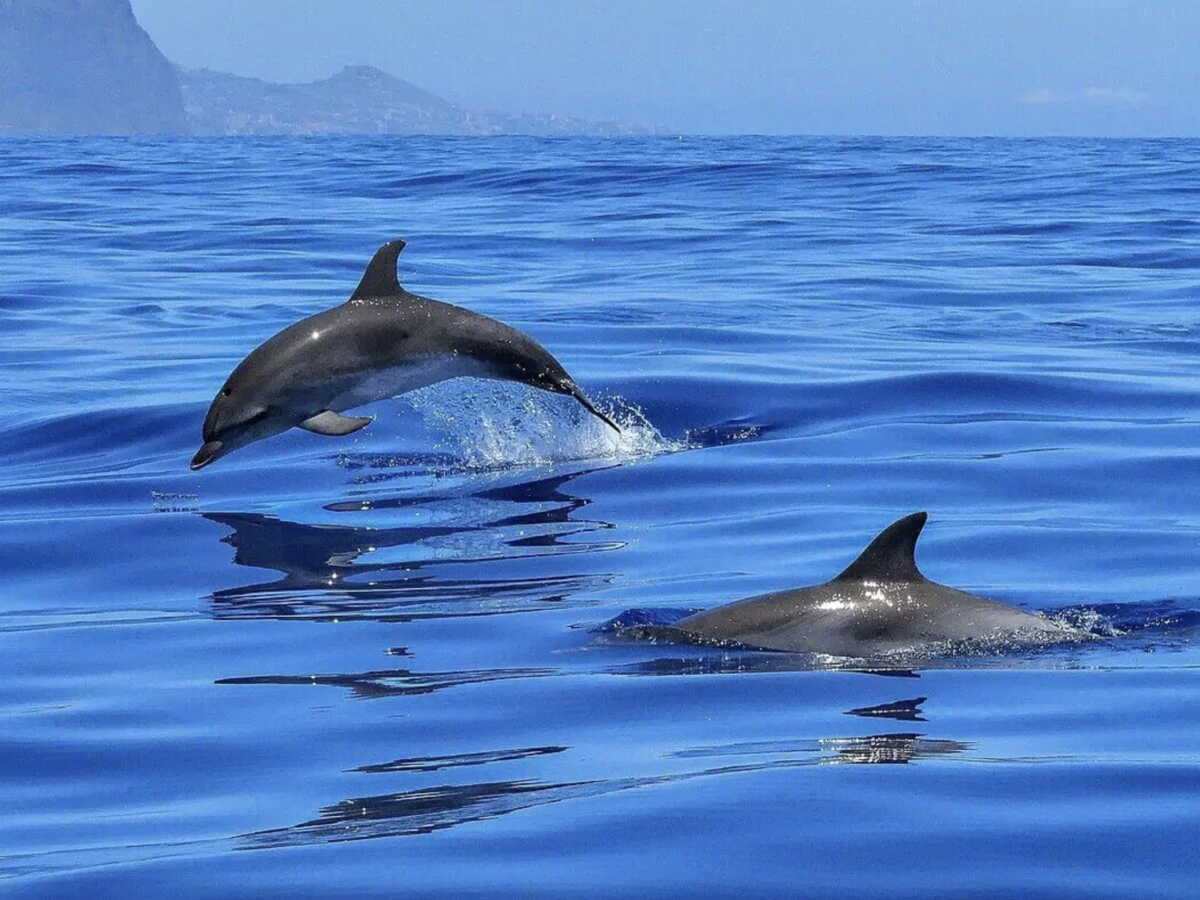 Dans les Pouilles, cette cité antique est devenue le royaume des dauphins