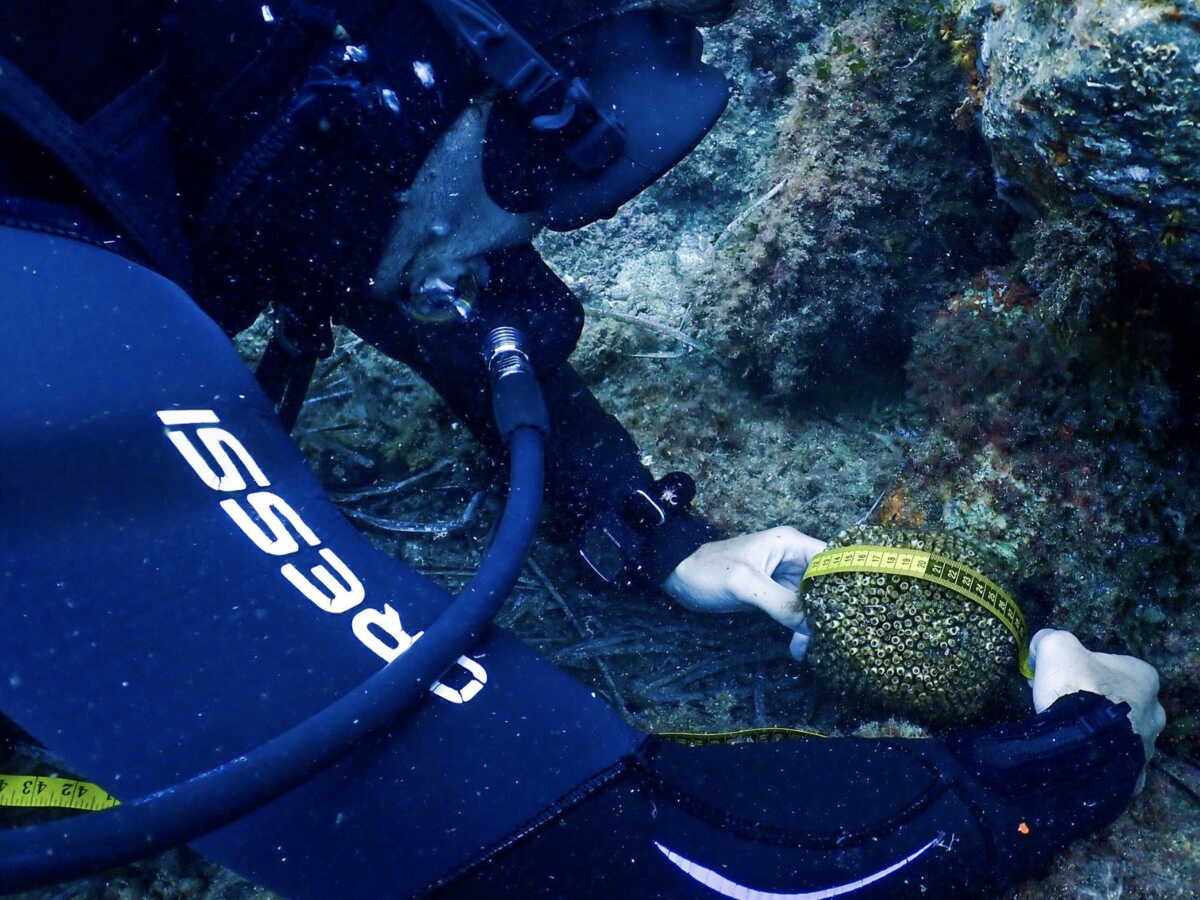 Ce corail rare qui aide la Méditerranée à respirer