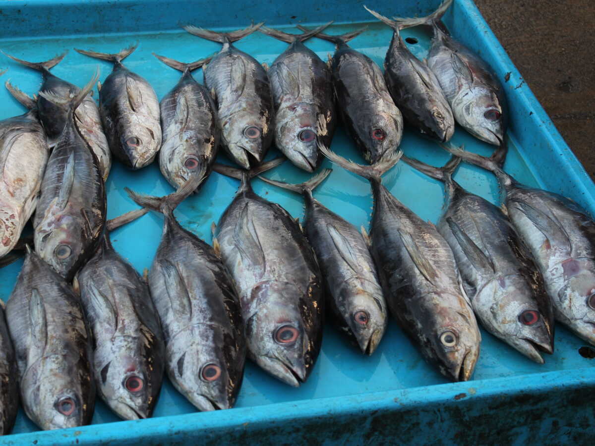Des milliers de parasites découverts dans des poissons pourtant destinés à nos assiettes