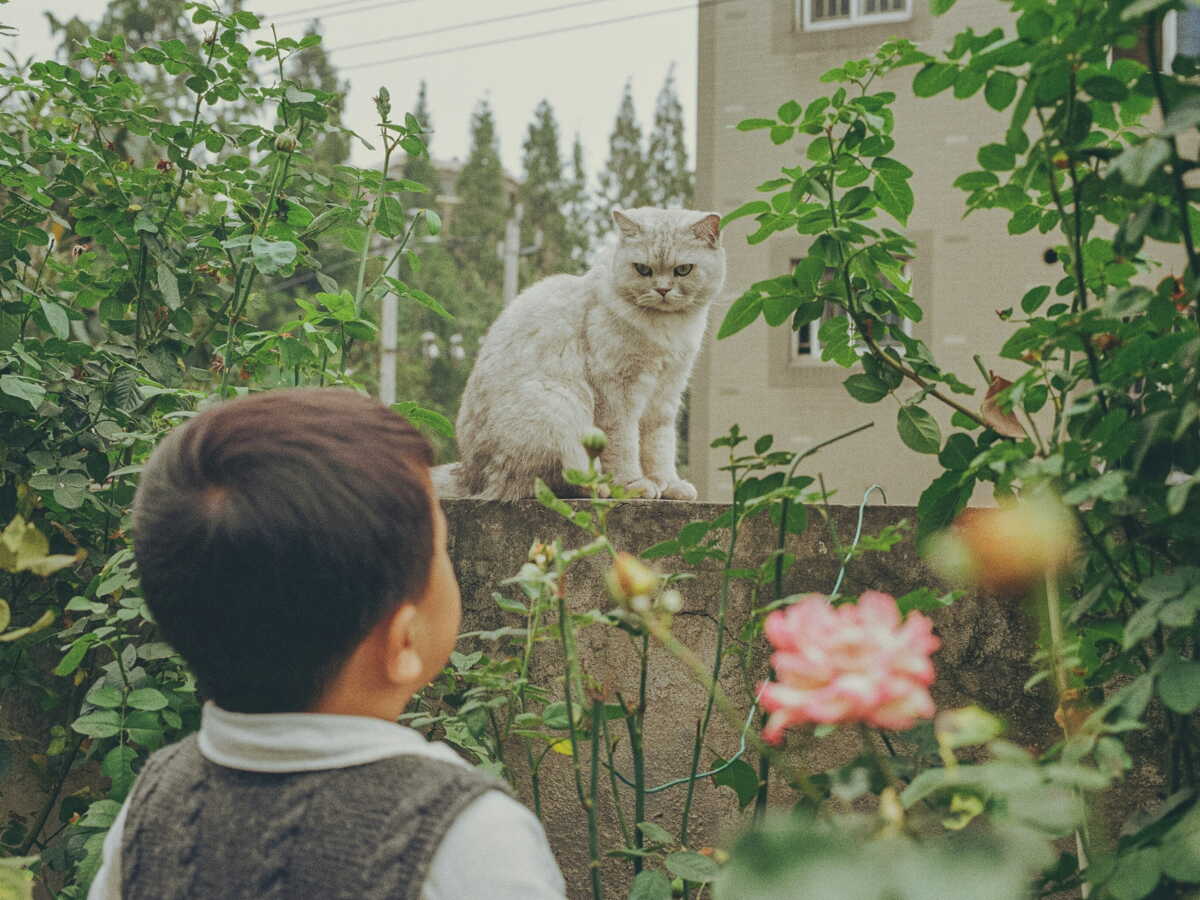 La santé mentale des enfants et les chats ne font pas bon ménage, selon une étude espagnole