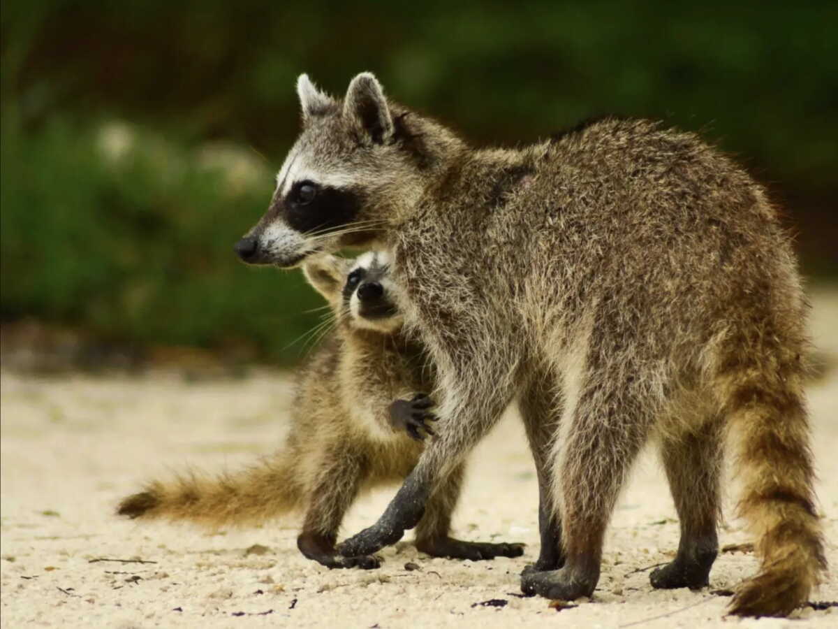 En danger critique, ces petits ratons laveurs fabriquent eux-mêmes leurs jouets