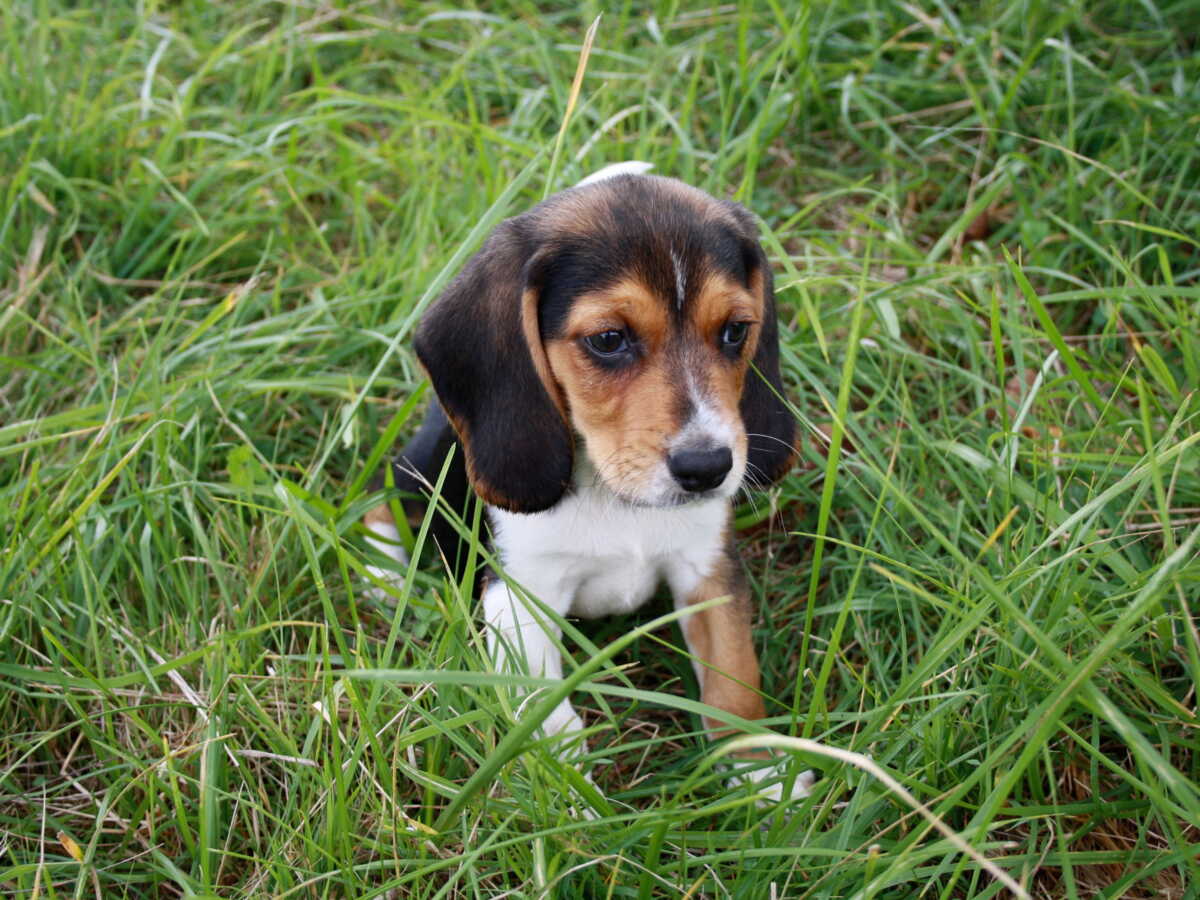Des chiens renifleurs de cancer entraînés avec l’aide de l’IA